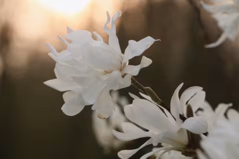 _MG_7051.jpeg